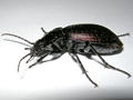 Carabus problematicus